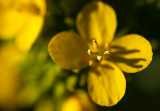 Så- og pasningsvejledning for Gul Sennepsblomst - Sinapis alba