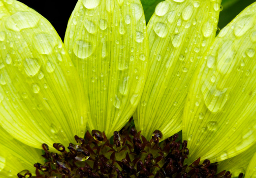 Så- og pasningsvejledning for solsikke 'Lemon Queen' - Helianthus annuus