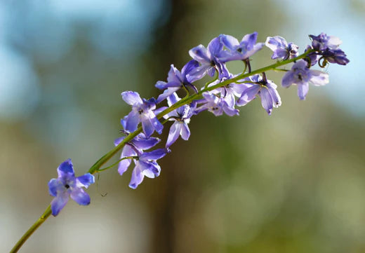 Så- og pasningsvejledning til Kornridderspore - Consolida ajacis