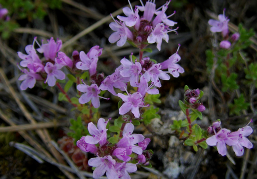 Så- og pasningsvejledning for krybende timian - Thymus serpyllum