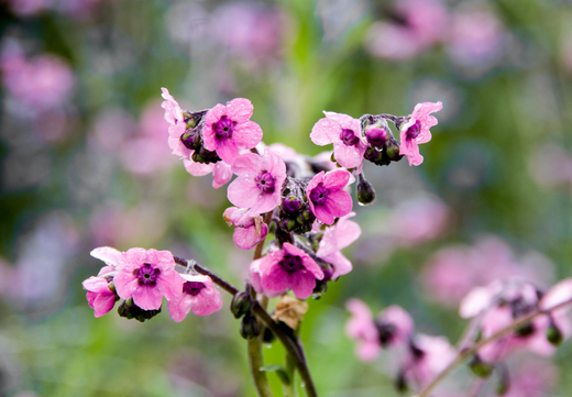 Såvejledning for Kinesisk Forget-me-not 'Pink' (Cynoglossum amabile)