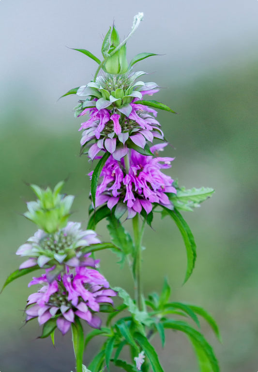 Citronhestemynte (monarda citriodora)