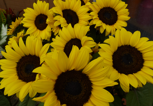 Så- og pasningsvejledning for 'Sunspot' solsikker (dværg) - Helianthus annuus