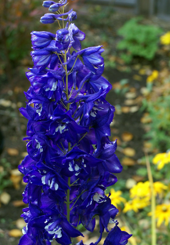 Så- og pasningsvejledning for blå ridderspore 'King Arthur' - Delphinium elatum