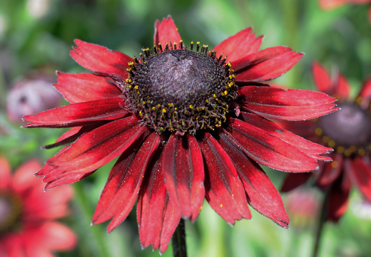 Så- og pasningsvejledning for solhat 'Cherry Brandy' - Rudbeckia hirta