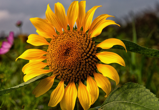 Så- og pasningsvejledning for solsikker – halvhøj farvemix - Helianthus annuus