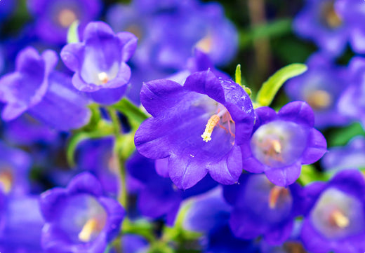 Så- og pasningsvejledning for Marieklokke – Campanula medium