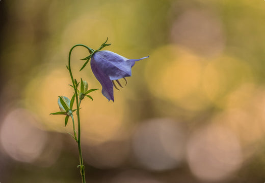 Så- og pasningsvejledning for klokke smalbladet - Campanula persicifolia