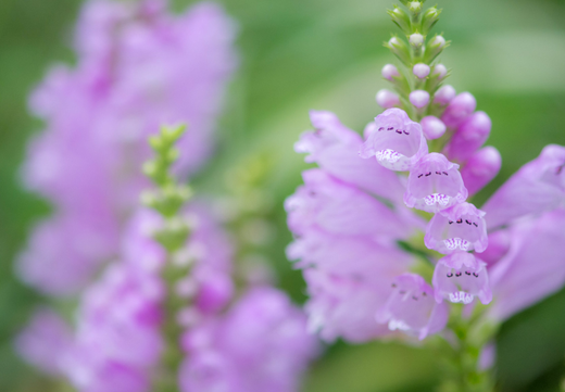 Så- og pasningsvejledning for lilla drejeblomst - Physostegia virginiana