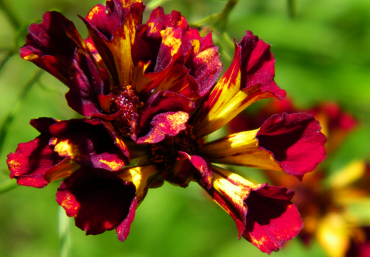 Såvejledning – Skønhedsøje 'Roulette' (Coreopsis tinctoria)