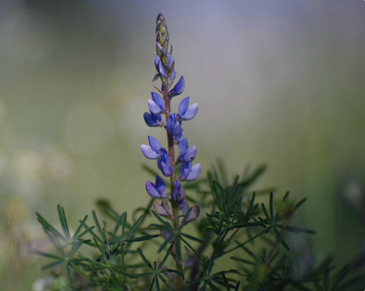 Smalbladet Lupin (Blå Lupin) - Lupinus angustifolius