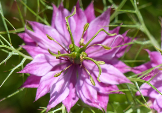 Så- og pasningsvejledning for jomfru i det grønne - Nigella damascena