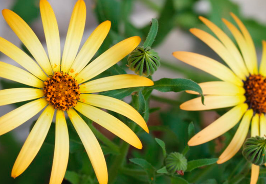 Så- og pasningsvejledning for spansk marguerit - Dimorphotheca sinuata