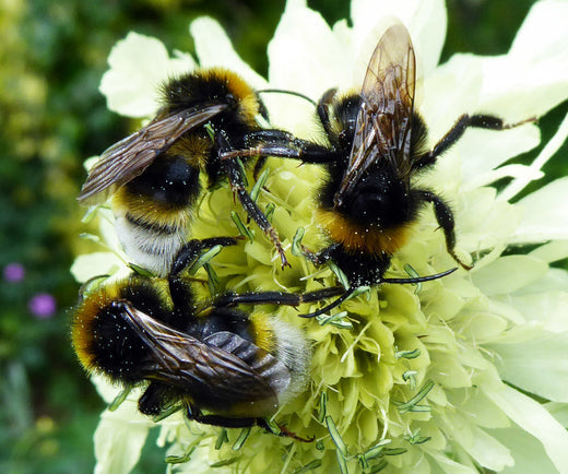 Så- og pasningsvejledning for Gigantisk Skabiose - Cephalaria gigantea