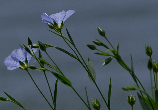 Så- og pasningsvejledning for almindelig hør - Linum usitatissimum