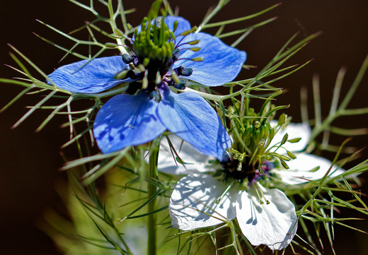 Så- og pasningsvejledning for jomfru i det grønne - Nigella damascena