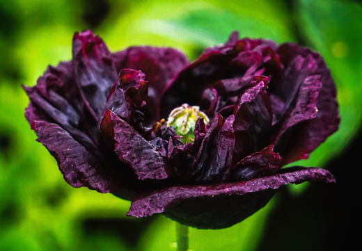 Såvejledning – Sort Pæonvalmue 'Black Peony' (Papaver somniferum)