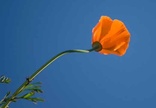 Så- og pasningsvejledning for kraveløs californisk valmue - Eschscholzia californica
