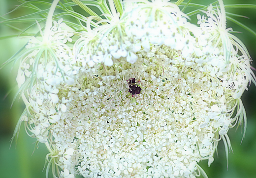 Så- og pasningsvejledning for vild gulerod - Daucus carota