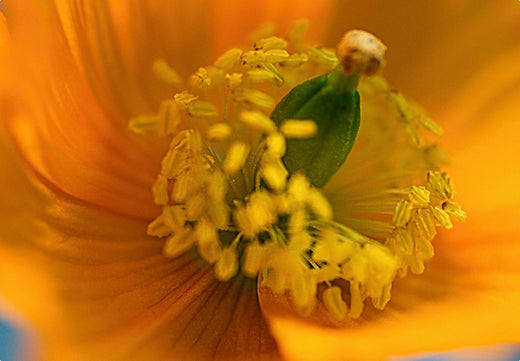 Så- og pasningsvejledning for Skovvalmue - Meconopsis cambrica