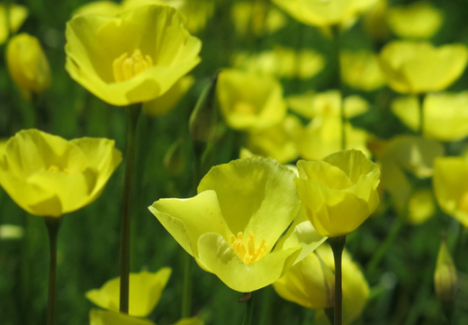 Så- og pasningsvejledning for tæppevalmue - Eschscholzia caespitosa