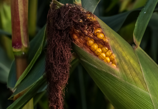 Så- og pasningsvejledning for popcornmajs - Zea mays var. everta