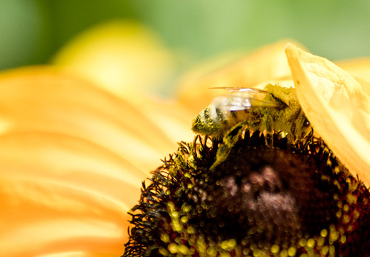 Så- og pasningsvejledning for Solhatten Guldlok - Rudbeckia hirta 'Goldilocks'