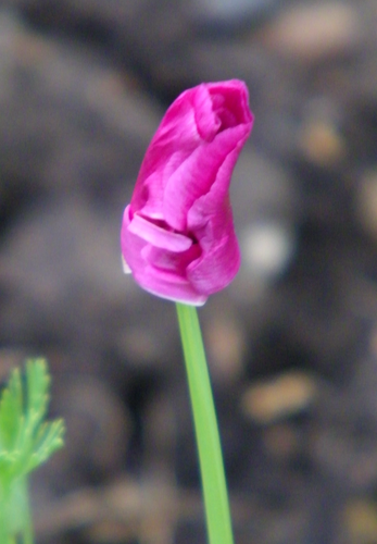 Så- og pasningsvejledning for California Poppy 'Purple Gleam' - Eschscholzia californica