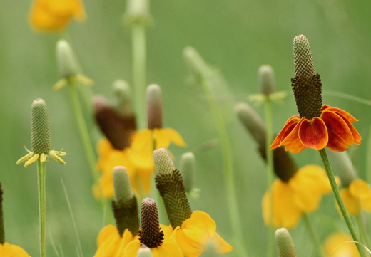 Så- og pasningsvejledning for Solhat Mexican Hat - Ratibida columnifera