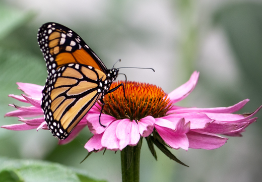 Så- og pasningsvejledning for Solhat 'Ruby Star' - Echinacea purpurea 'Ruby Star'