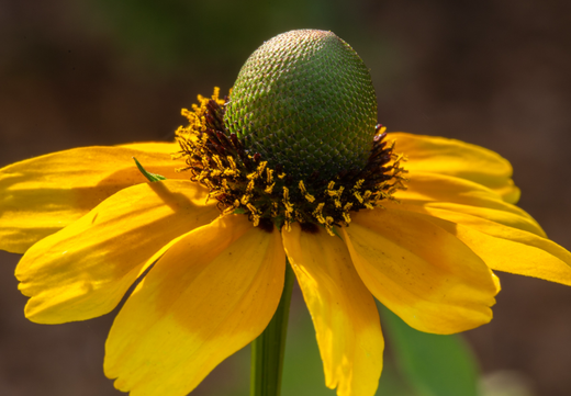 Så- og pasningsvejledning til Solhat 'Clasping' - Rudbeckia amplexicaulis