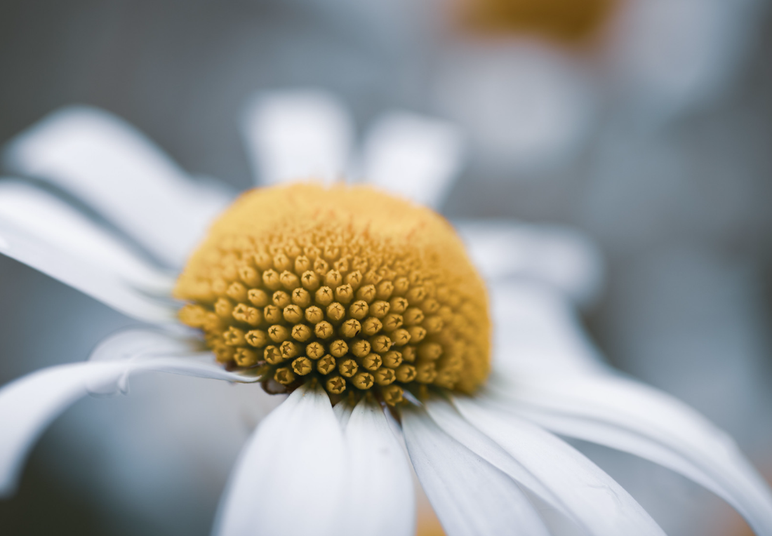 Såvejledning til Hvid okseøje Leucanthemum vulgare