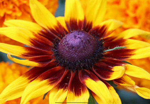 Så- og pasningsvejledning for Solhat 'Orange Fudge' - Rudbeckia hirta
