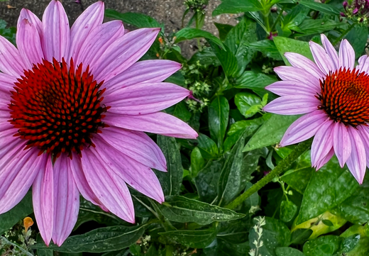 Så- og pasningsvejledning for Purpursolhat 'Starlight' - Echinacea purpurea
