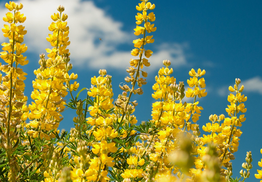Så- og pasningsvejledning for Gul Lupin - Lupinus luteus