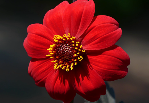 Så- og pasningsvejledning for Dahlia variabilis - Mignon Mixed