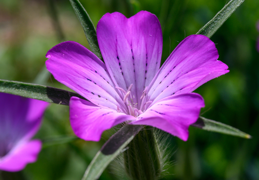 Så- og pasningsvejledning for Klinte - Agrostemma githago