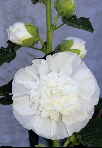 Så- og pasningsvejledning for Stokrose - Alcea rosea Chaters Double Triumph White