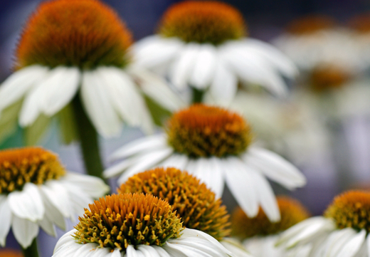 Så- og pasningsvejledning for Solhat - Echinacea purpurea White Swan