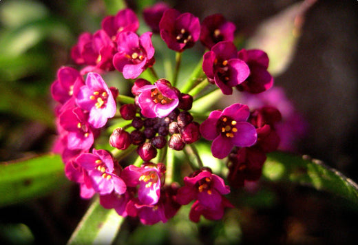 Så- og pasningsvejledning for Biblomme - Lobularia maritima