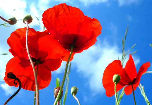 Så- og pasningsvejledning for Kornvalmue - Papaver rhoeas