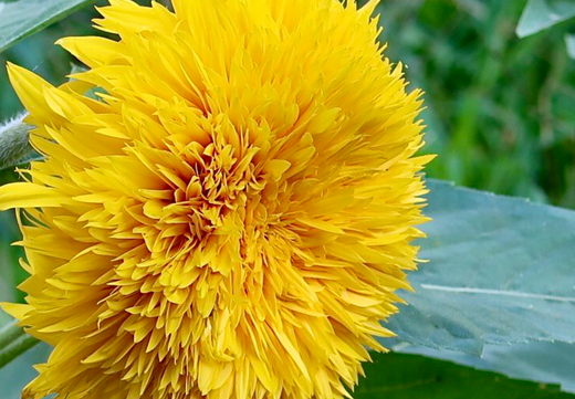 Så- og pasningsvejledning for Solsikke - Helianthus annuus Tall Double