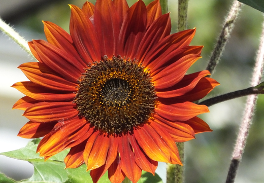 Så- og pasningsvejledning for Solsikke Red Sun - Helianthus annuus