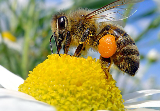 Så- og pasningsvejledning for Ægte Kamille - Matricaria chamomilla