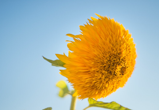 Så- og pasningsvejledning for Dværgsolsikke - Helianthus annuus Teddy Bear