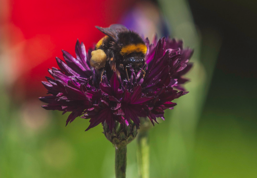 Så- og pasningsvejledning til Sort Kornblomst - Centaurea cyanus 'Black Ball'