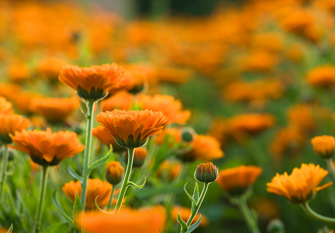 Såvejledning for Morgenfrue (Calendula officinalis)