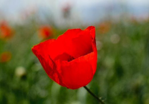 Så- og pasningsvejledning for Tulipanvalmue - Papaver glaucum