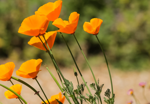 Så- og pasningsvejledning for Californisk Valmue - Eschscholzia californica 'Golden West'