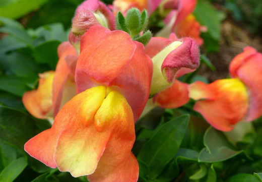 Så- og pasningsvejledning for Dværgløvemund - Antirrhinum majus nanum 'Trumpet Serenade'